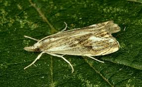 Attēlu rezultāti vaicājumam “Catoptria verellus”