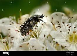 Attēlu rezultāti vaicājumam “Oxythyrea funesta imago”