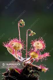Attēlu rezultāti vaicājumam “Drosera rotundifolia leaf”