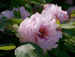 Image result for Pfingstrose