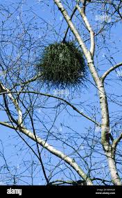 Attēlu rezultāti vaicājumam “Taphrina betulina”