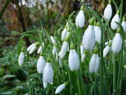 Attēlu rezultāti vaicājumam “Galanthus nivalis fruit”
