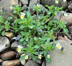 Attēlu rezultāti vaicājumam “Viola arvensis”