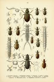 Attēlu rezultāti vaicājumam “Asaphidion pallipes”