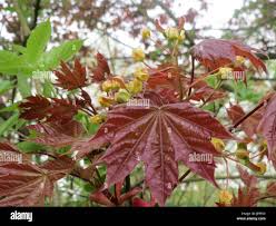 Attēlu rezultāti vaicājumam “Acer platanoides fo. schwedleri”