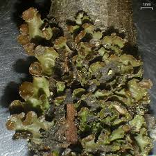 Attēlu rezultāti vaicājumam “Cetraria sepincola”