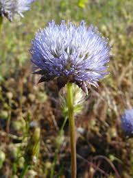 Attēlu rezultāti vaicājumam “Jasione montana”