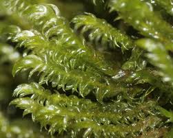 Attēlu rezultāti vaicājumam “Dichodontium pellucidum macro”