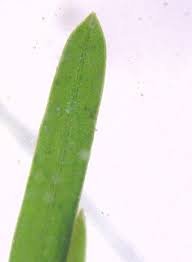 Attēlu rezultāti vaicājumam “Potamogeton trichoides leaf”