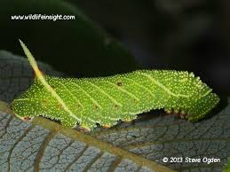 Attēlu rezultāti vaicājumam “Laothoe populi larva”