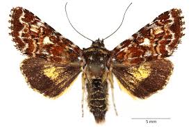 Attēlu rezultāti vaicājumam “Anarta myrtilli”