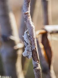 Attēlu rezultāti vaicājumam “Ypsolopha asperella”