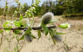 Attēlu rezultāti vaicājumam “Salix aurita bud”
