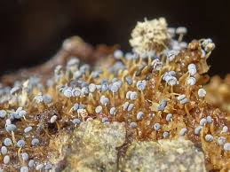 Attēlu rezultāti vaicājumam “Physarum bryocorticola”