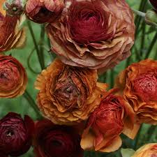 Attēlu rezultāti vaicājumam “Ranunculus brunnescens”