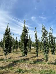 Attēlu rezultāti vaicājumam “Carpinus”