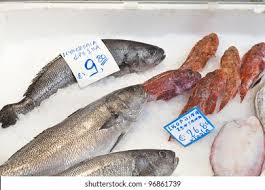 Image result for Umbrina cirrosa