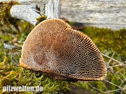 Attēlu rezultāti vaicājumam “Gloeophyllum abietinum”