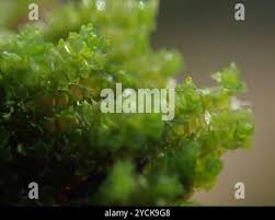 Attēlu rezultāti vaicājumam “Lophozia ventricosa”