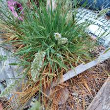 Attēlu rezultāti vaicājumam “Anthoxanthum odoratum”