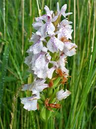 Attēlu rezultāti vaicājumam “Dactylorhiza maculata bud”