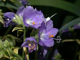 Attēlu rezultāti vaicājumam “Polemoniaceae”