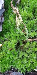 Attēlu rezultāti vaicājumam “Dicranum scoparium sporophyte”