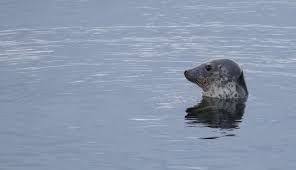 Image result for Halichoerus grypus