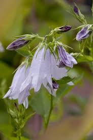 Image result for Campanula formanekiana