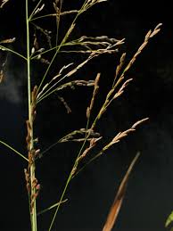 Attēlu rezultāti vaicājumam “Glyceria maxima leaf”