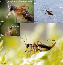 Attēlu rezultāti vaicājumam “Boreus”