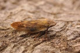 Attēlu rezultāti vaicājumam “Aphrophora alni”