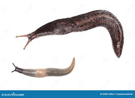 Attēlu rezultāti vaicājumam “Limax cinereoniger”