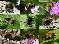 Attēlu rezultāti vaicājumam “Volucella bombylans”