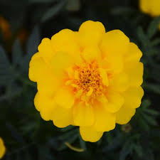 Attēlu rezultāti vaicājumam “Tagetes flower”
