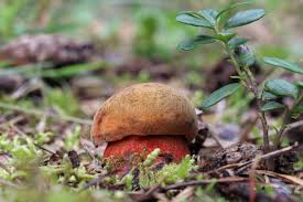 Attēlu rezultāti vaicājumam “Sutorius luridiformis”