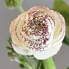 Attēlu rezultāti vaicājumam “Ranunculus elatior”