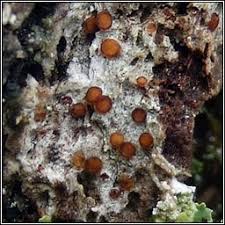 Attēlu rezultāti vaicājumam “Thelopsis rubella”