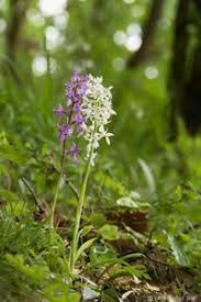 Attēlu rezultāti vaicājumam “Orchis mascula bud”