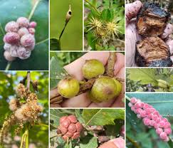 Attēlu rezultāti vaicājumam “Diplolepis bicolor”
