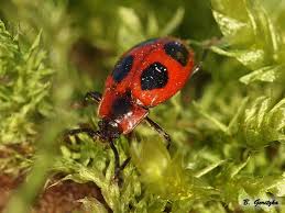 Attēlu rezultāti vaicājumam “Endomychus coccineus”