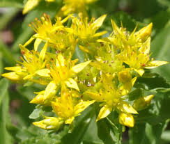 Attēlu rezultāti vaicājumam “Sedum aizoon fruit”