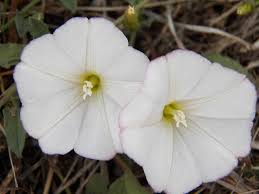 Attēlu rezultāti vaicājumam “Convolvulus arvensis flower”