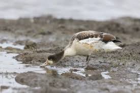 Attēlu rezultāti vaicājumam “Tadorna tadorna juvenile”