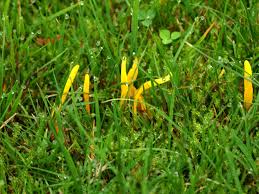 Attēlu rezultāti vaicājumam “Clavaria fumosa”