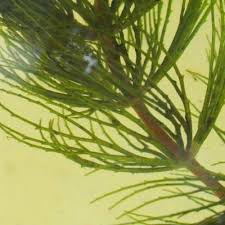 Attēlu rezultāti vaicājumam “Ceratophyllum submersum”