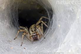 Attēlu rezultāti vaicājumam “Agelena labyrinthica”