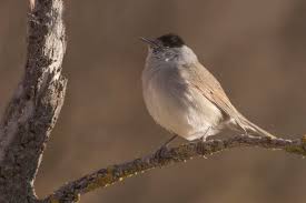 Attēlu rezultāti vaicājumam “Sylvia atricapilla”