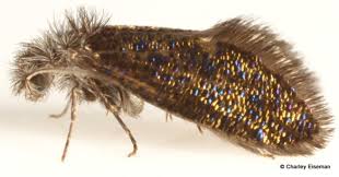 Attēlu rezultāti vaicājumam “Eriocraniidae”