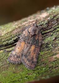 Attēlu rezultāti vaicājumam “Nycteola sp.”